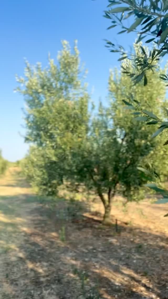 Instagram post from liocladi_. This post is in position 5.