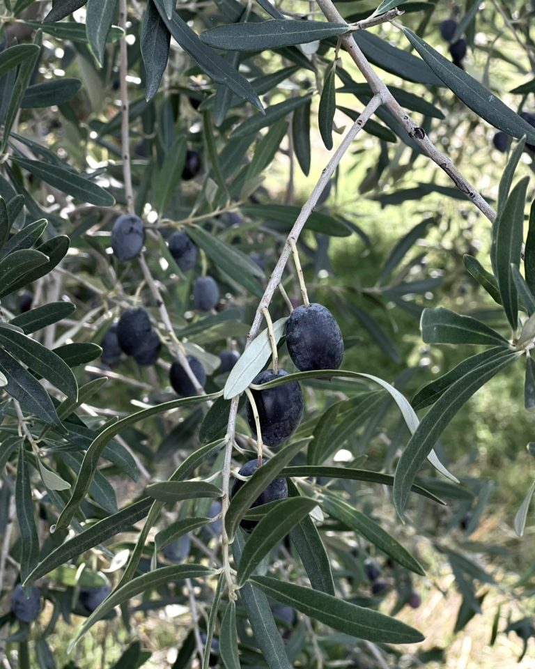 Instagram post from liocladi_. This post is in position 3.